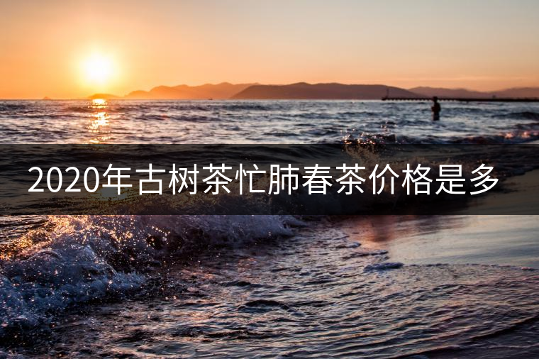 2020年古樹茶忙肺春茶價格是多少？