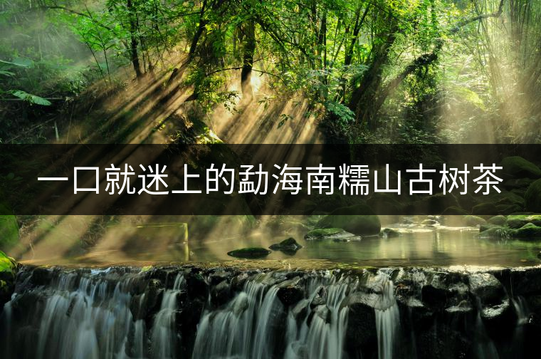 一口就迷上的勐海南糯山古樹(shù)茶