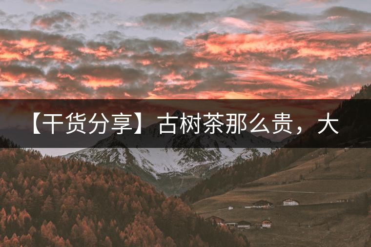 【干貨分享】古樹茶那么貴，大家為什么還在瘋狂追求？