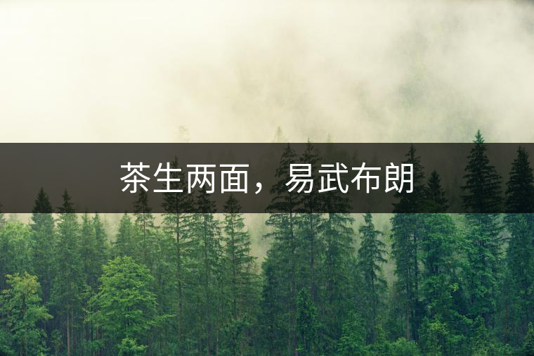 茶生兩面，易武布朗