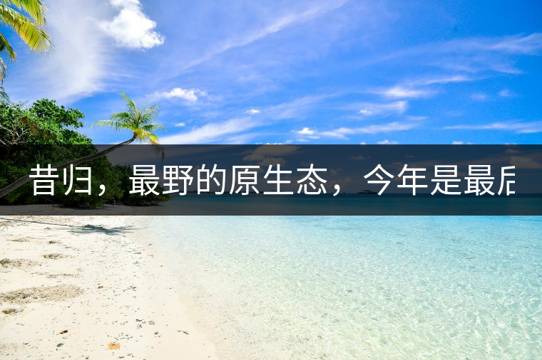 昔歸，最野的原生態(tài)，今年是最后一年了！