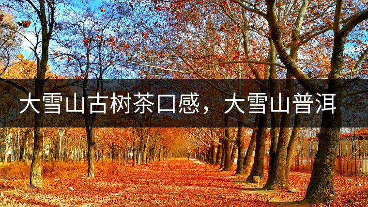 大雪山古樹茶口感，大雪山普洱茶價(jià)格
