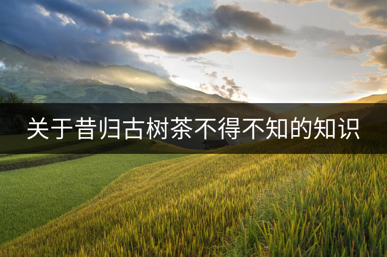 關(guān)于昔歸古樹茶不得不知的知識 關(guān)于昔歸古樹茶不得不知的知識