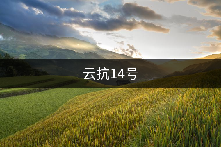 云抗14號