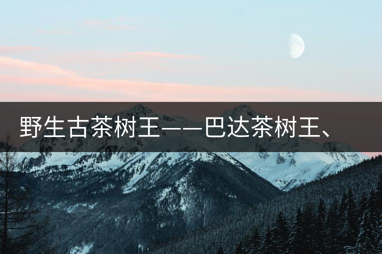 野生古茶樹王——巴達(dá)茶樹王、千家寨茶樹王及錦繡茶祖