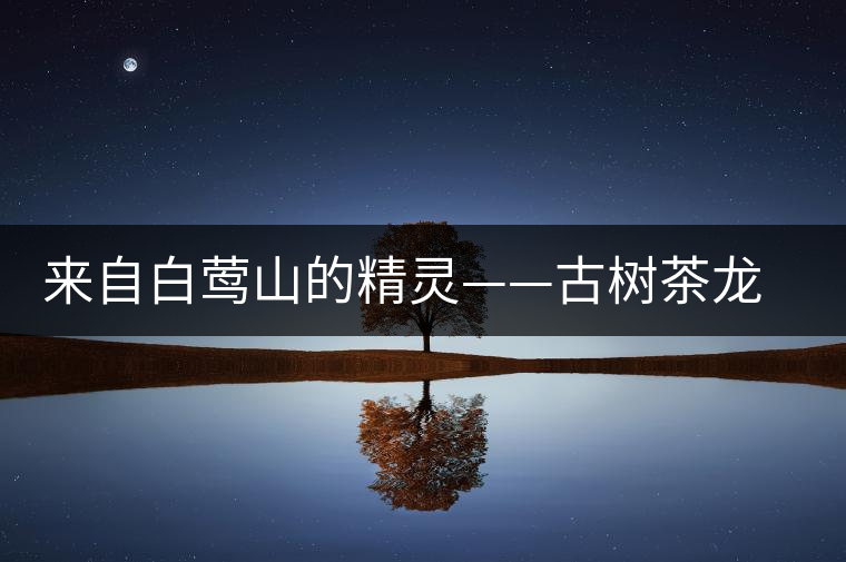 來(lái)自白鶯山的精靈——古樹茶龍珠 來(lái)自白鶯山的精靈——古樹茶龍珠