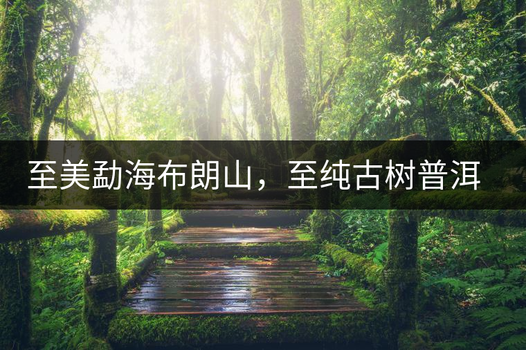 至美勐海布朗山，至純古樹普洱茶