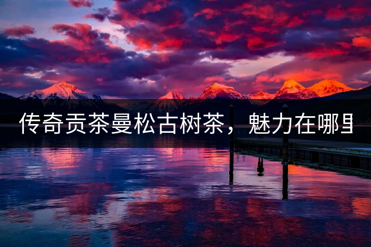 傳奇貢茶曼松古樹茶，魅力在哪里？