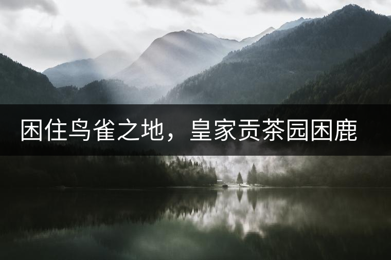 困住鳥雀之地，皇家貢茶園困鹿山古樹茶