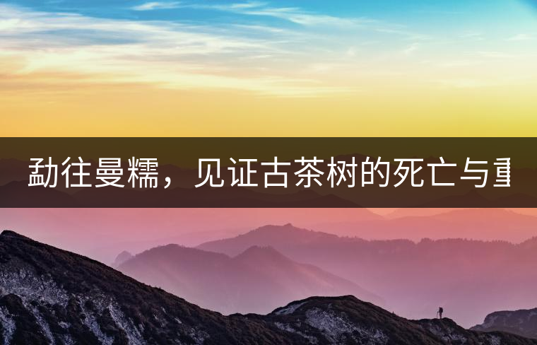勐往曼糯，見證古茶樹的死亡與重生（上）