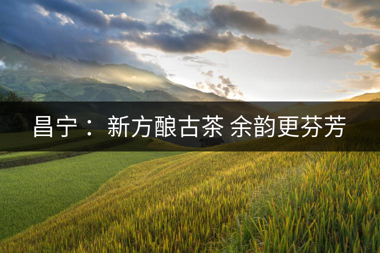 昌寧 :新方釀古茶 余韻更芬芳 昌寧 :新方釀古茶 余韻更芬芳