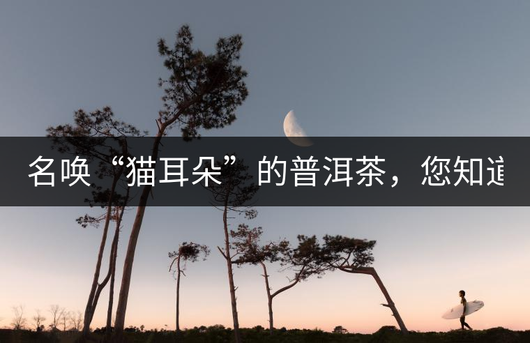 名喚“貓耳朵”的普洱茶，您知道嗎、