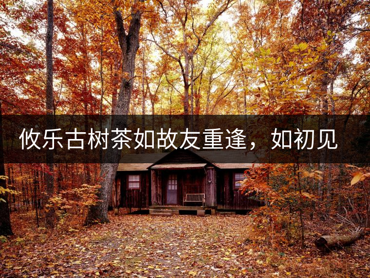 攸樂古樹茶如故友重逢，如初見傾心