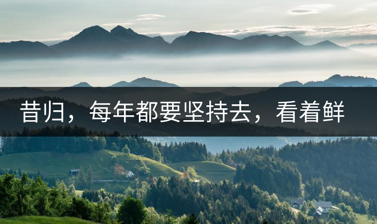 昔歸，每年都要堅(jiān)持去，看著鮮葉都是香甜的