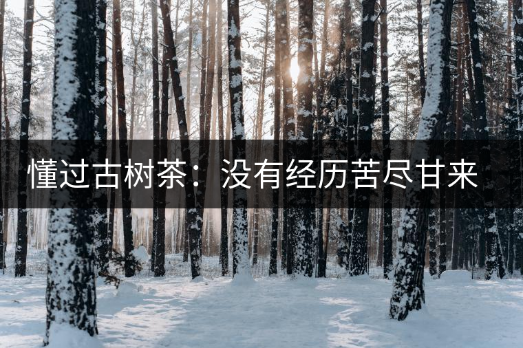 懂過古樹茶：沒有經(jīng)歷苦盡甘來的人，不足以談懂過