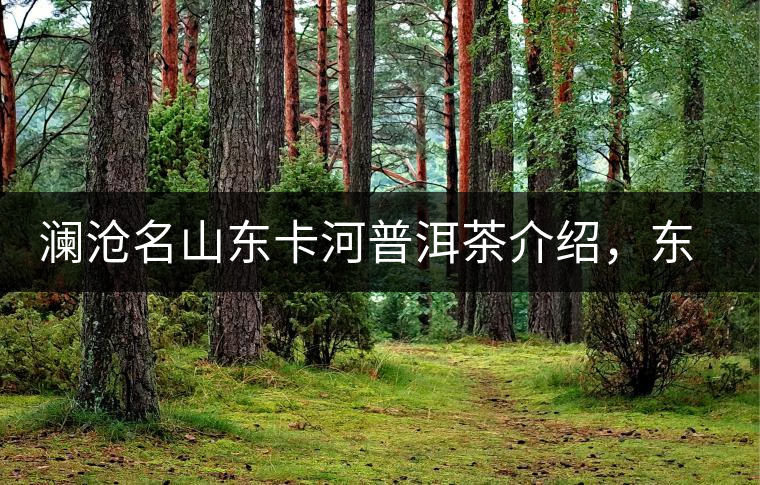 瀾滄名山東卡河普洱茶介紹，東卡河古樹茶口感特點(diǎn)