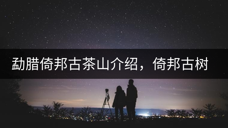 勐臘倚邦古茶山介紹，倚邦古樹茶口感特點(diǎn)