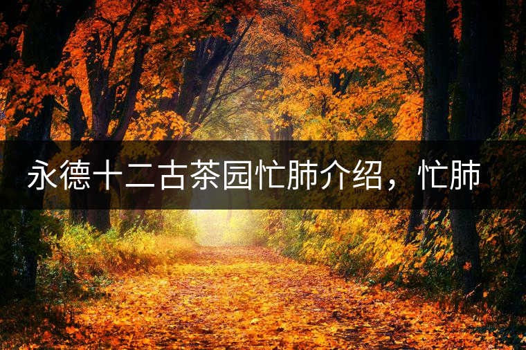 永德十二古茶園忙肺介紹，忙肺茶特點(diǎn)