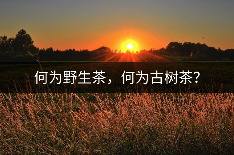 何為野生茶，何為古樹茶？