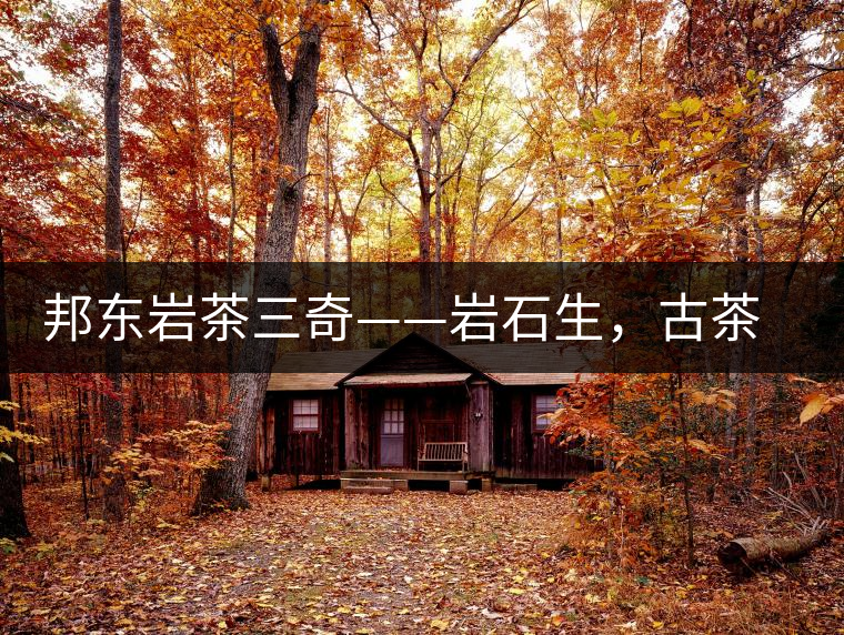 邦東巖茶三奇——巖石生，古茶韻，原野香