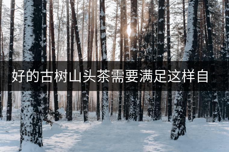 好的古樹山頭茶需要滿足這樣自然條件，以大忠山為例！