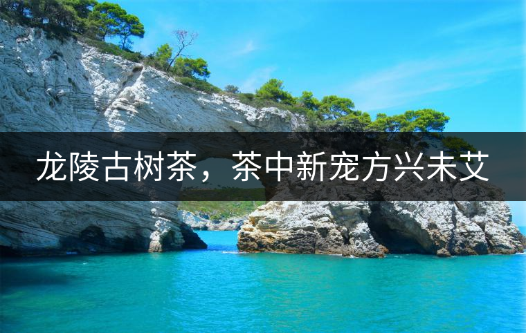 龍陵古樹茶，茶中新寵方興未艾