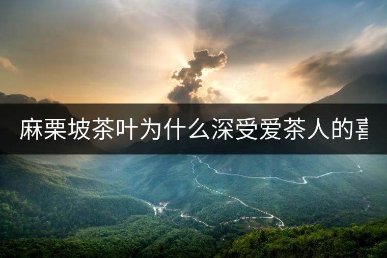 麻栗坡茶葉為什么深受愛(ài)茶人的喜愛(ài)？