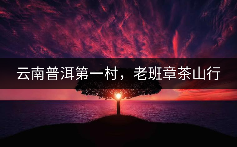 云南普洱第一村，老班章茶山行