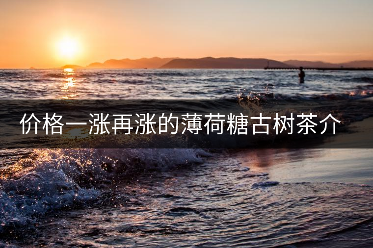 價格一漲再漲的薄荷糖古樹茶介紹