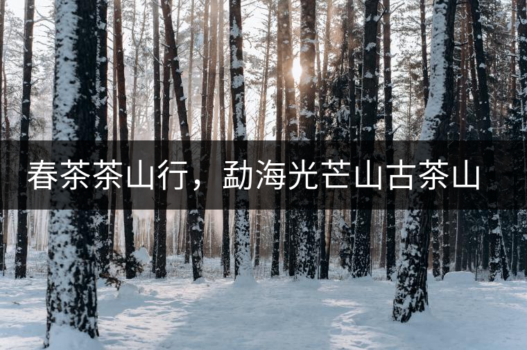 春茶茶山行，勐海光芒山古茶山你去過嗎？