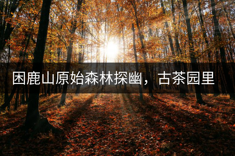 困鹿山原始森林探幽，古茶園里的優(yōu)美景色