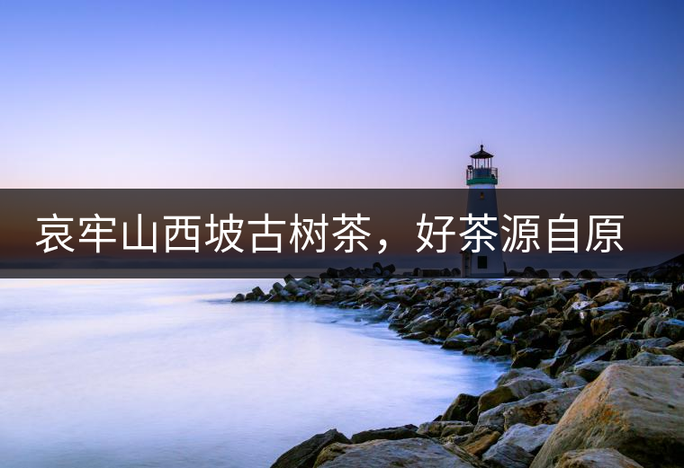 哀牢山西坡古樹(shù)茶，好茶源自原生態(tài)高山