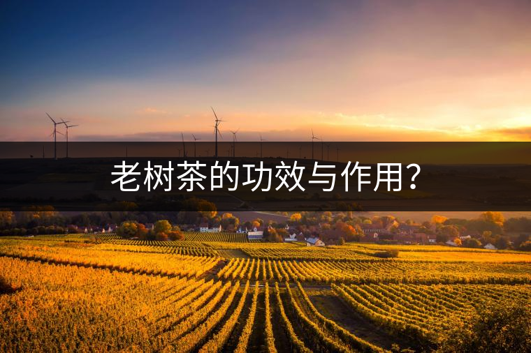 老樹(shù)茶的功效與作用？