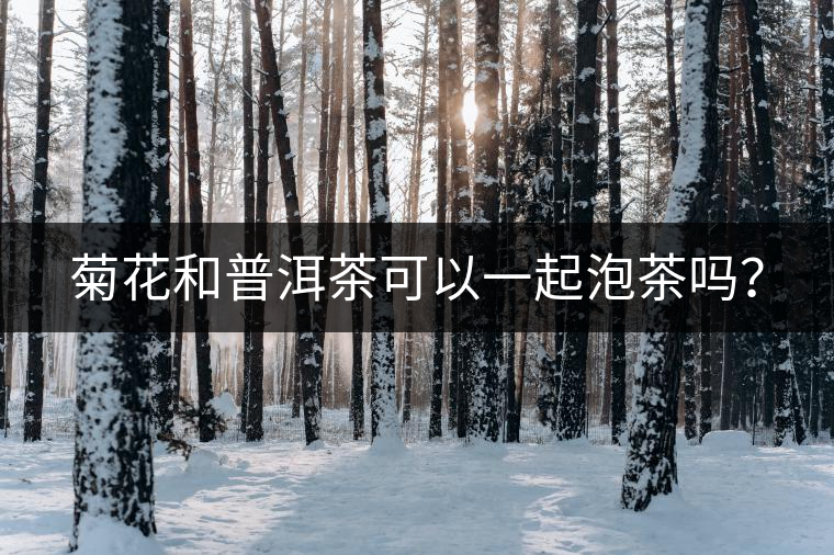 菊花和普洱茶可以一起泡茶嗎？