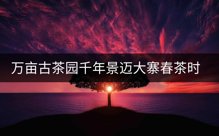 萬畝古茶園千年景邁大寨春茶時節(jié)好風(fēng)光