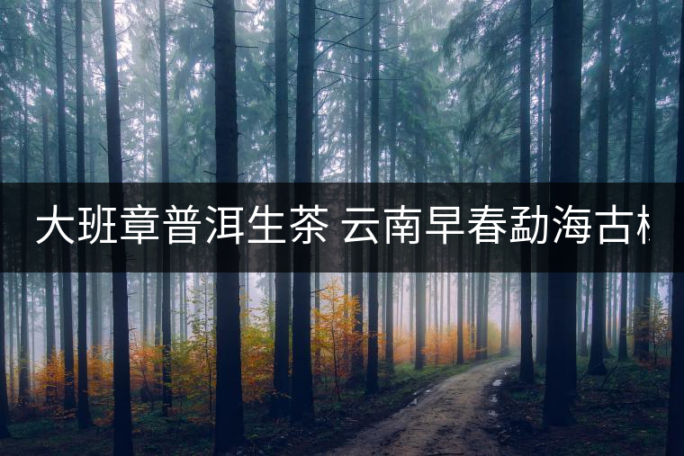 大班章普洱生茶 云南早春勐海古樹生茶357g七子餅普洱大葉種 餅茶