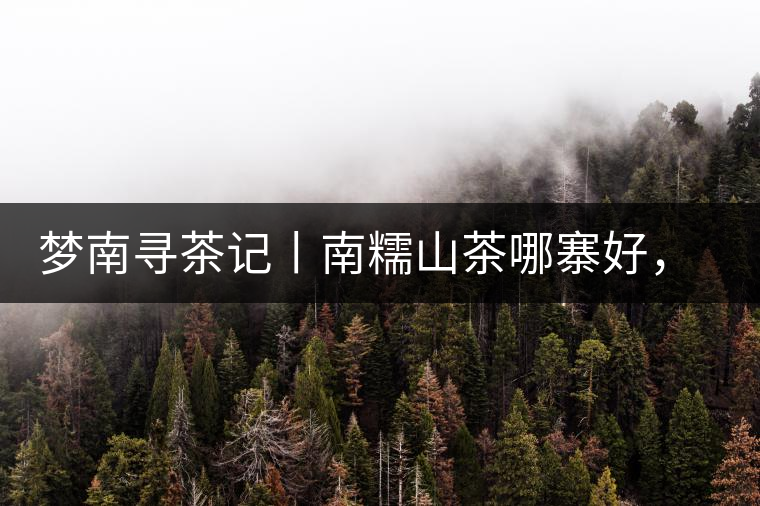 夢(mèng)南尋茶記丨南糯山茶哪寨好，半坡老寨數(shù)第一