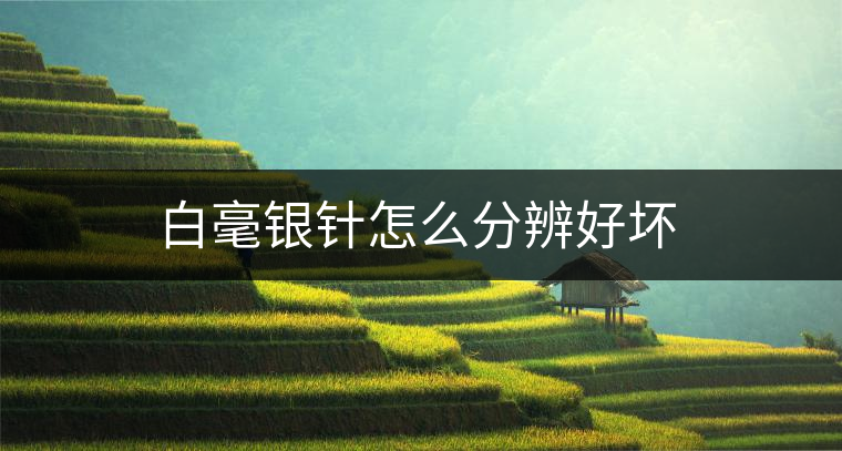 白毫銀針怎么分辨好壞 白毫銀針怎么分辨好壞