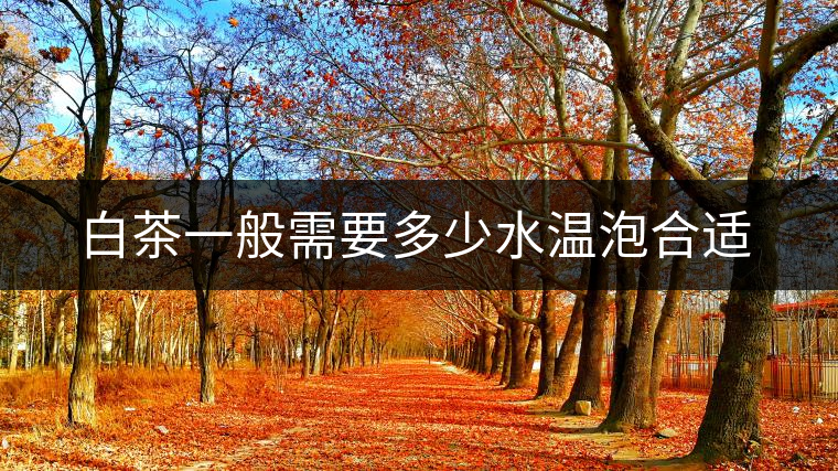 白茶一般需要多少水溫泡合適 白茶一般需要多少水溫泡合適
