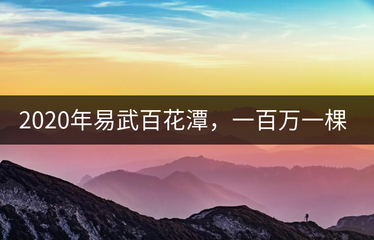2020年易武百花潭，一百萬一棵樹-易武中聘號