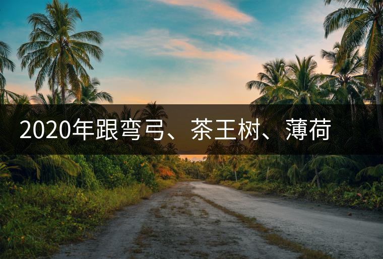 2020年跟彎弓、茶王樹、薄荷塘屬于同一山脈的神秘山頭-易武中聘號