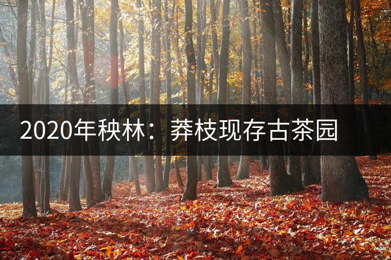 2020年秧林:莽枝現(xiàn)存古茶園最為集中的寨子-易武中聘號 2020年秧林:莽枝現(xiàn)存古茶園最為集中的寨子-易武中聘號