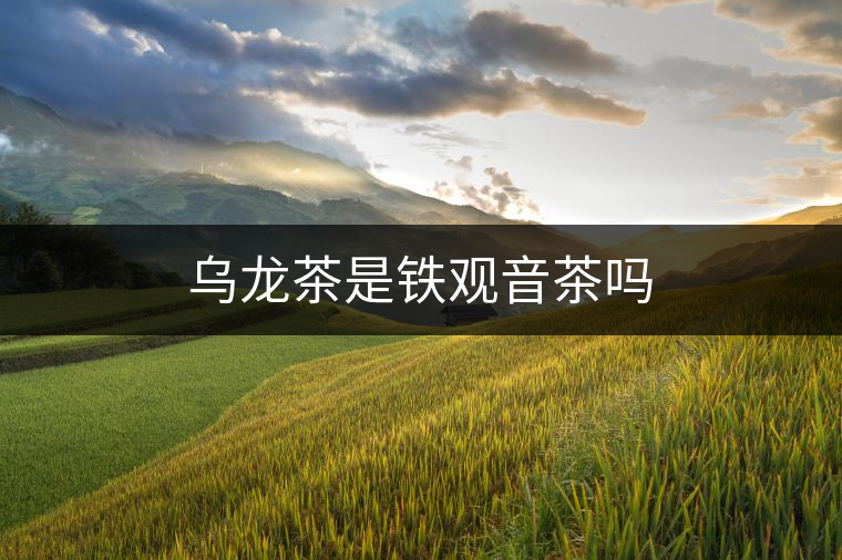 烏龍茶是鐵觀音茶嗎