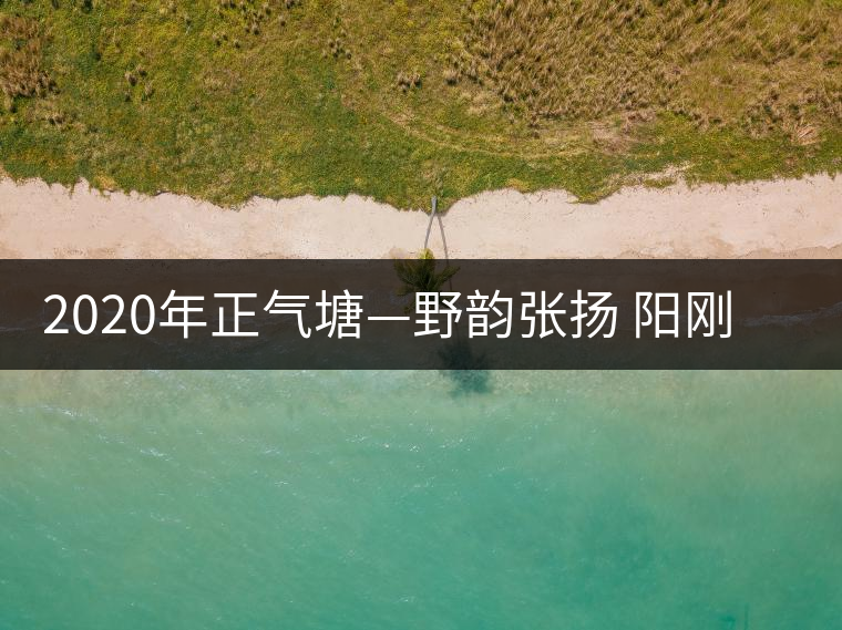 2020年正氣塘—野韻張揚(yáng) 陽(yáng)剛豪邁-易武中聘號(hào)