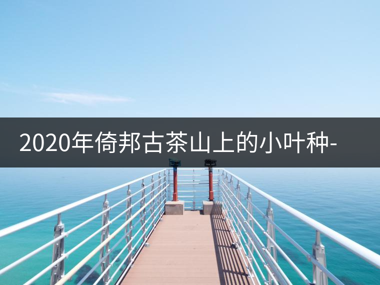 2020年倚邦古茶山上的小葉種-易武中聘號(hào) 2020年倚邦古茶山上的小葉種-易武中聘號(hào)