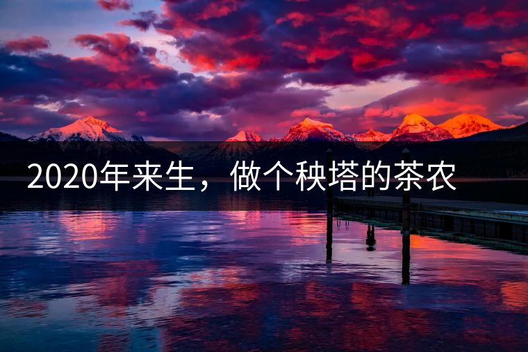 2020年來生，做個(gè)秧塔的茶農(nóng) 上樹摘茶 下樹數(shù)錢-易武中聘號(hào)