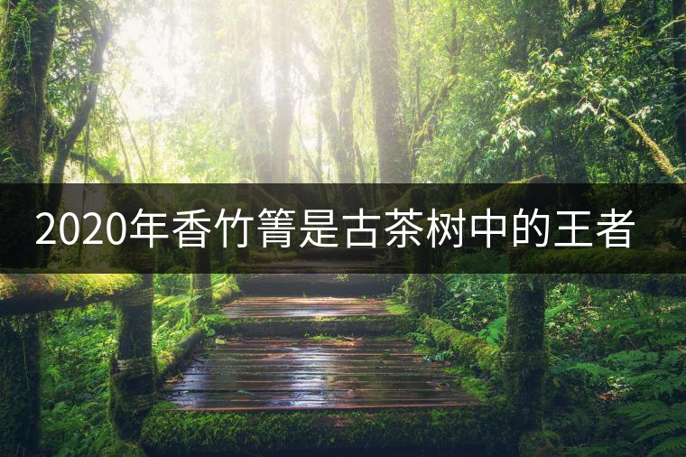2020年香竹箐是古茶樹中的王者之尊-易武中聘號 2020年香竹箐是古茶樹中的王者之尊-易武中聘號