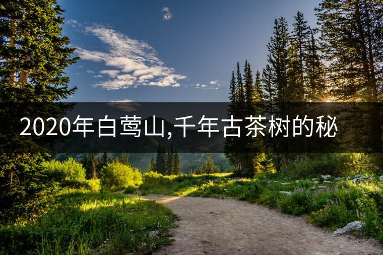 2020年白鶯山,千年古茶樹的秘密-易武中聘號(hào) 2020年白鶯山,千年古茶樹的秘密-易武中聘號(hào)