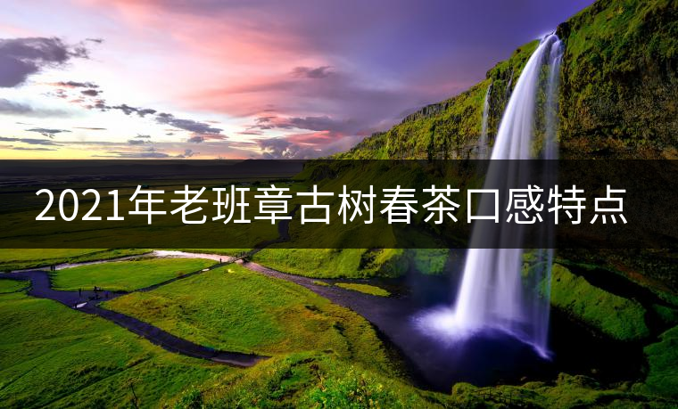 2021年老班章古樹春茶口感特點(diǎn)？
