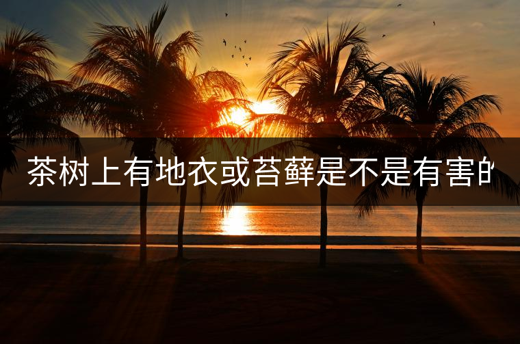 茶樹(shù)上有地衣或苔蘚是不是有害的？